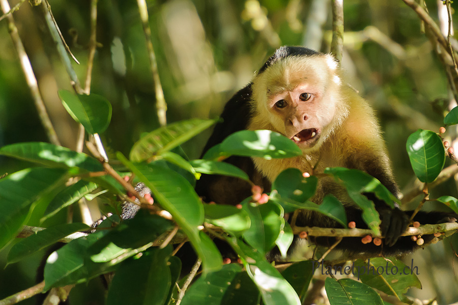 Tortuguero national park