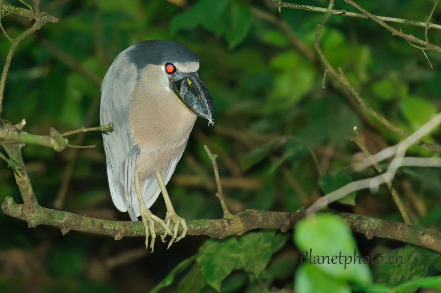 Tortuguero national park