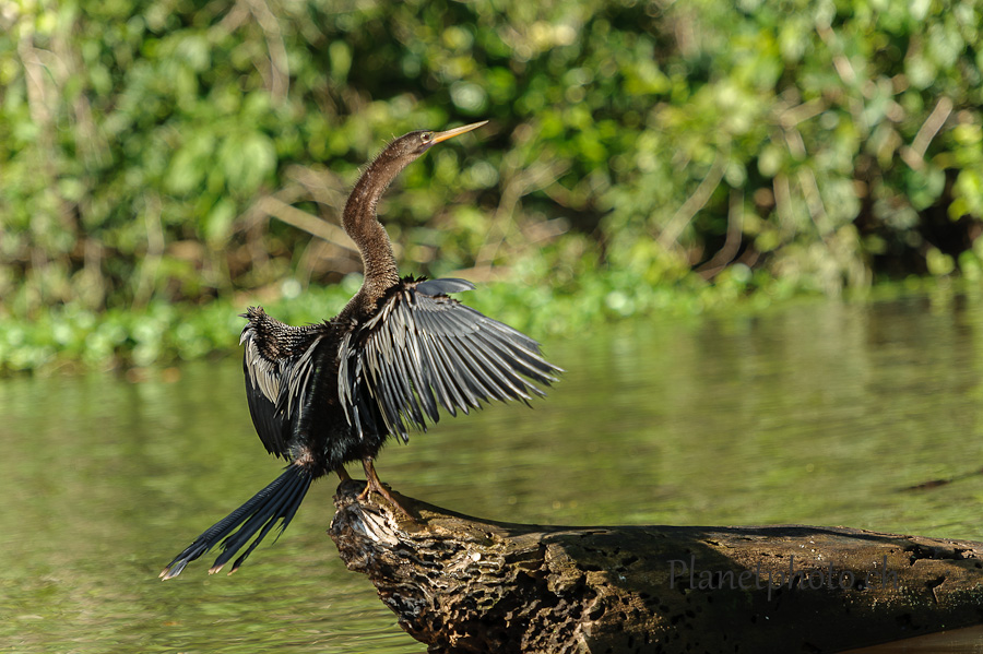 Tortuguero national park