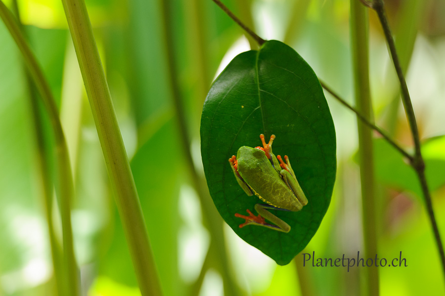 Tortuguero national park