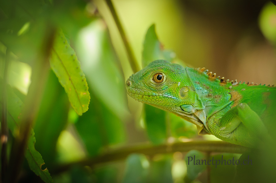 Tortuguero national park