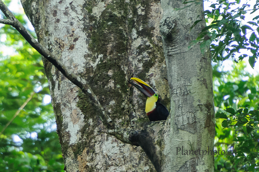 Tortuguero national park