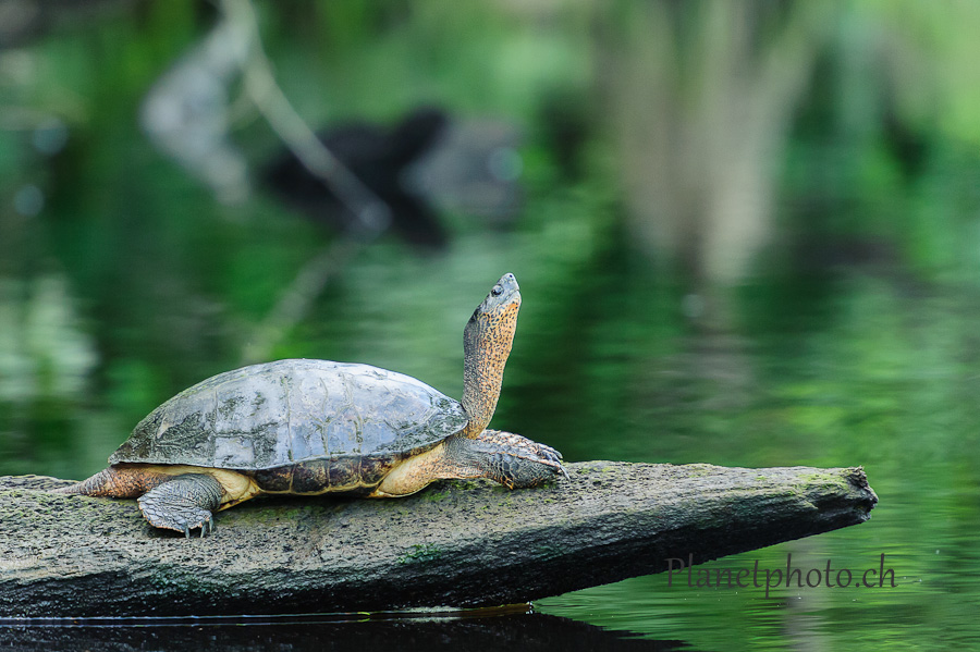 Tortuguero national park