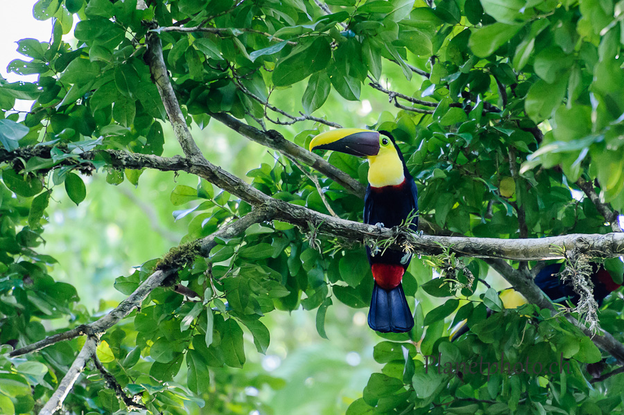 Tortuguero national park