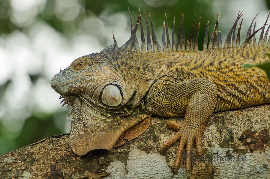 Iguane