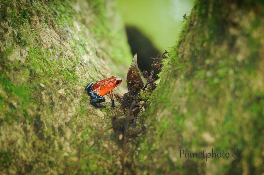 Grenouille Dendrobate fraise