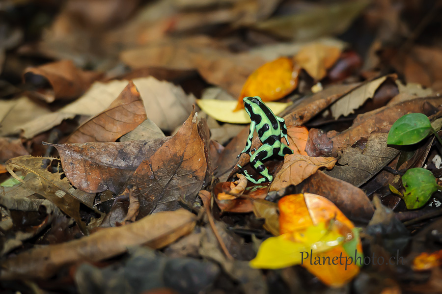 Grenouille Dendrobate