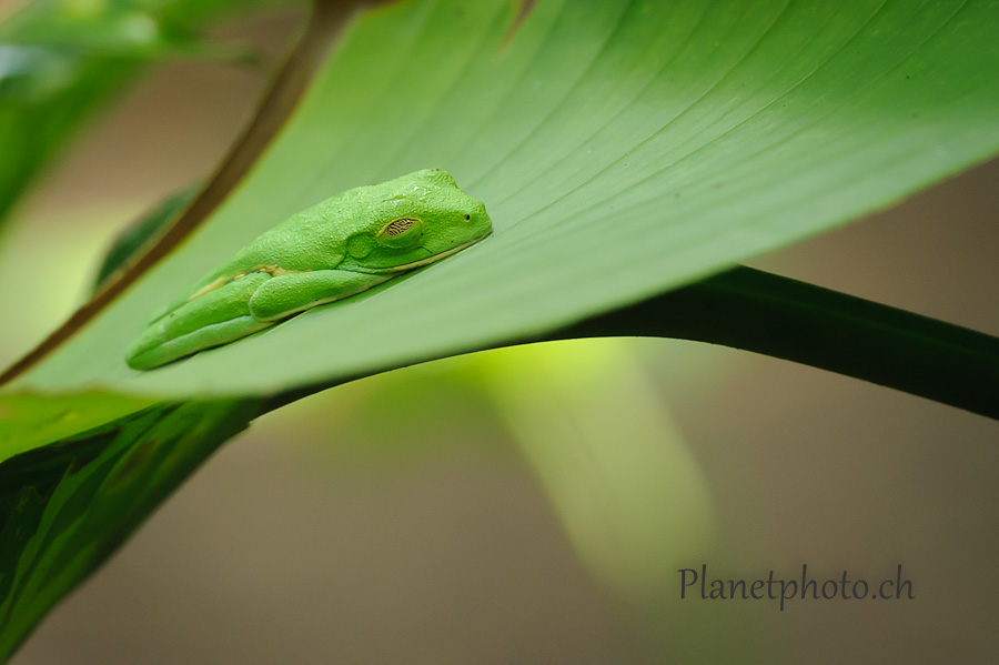 Grenouille arboricole