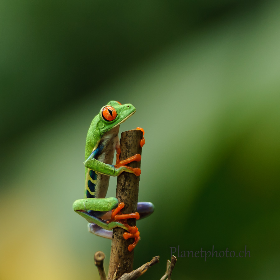 Grenouille arboricole