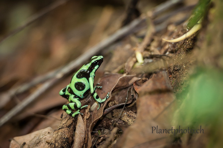 Grenouille Dendrobate