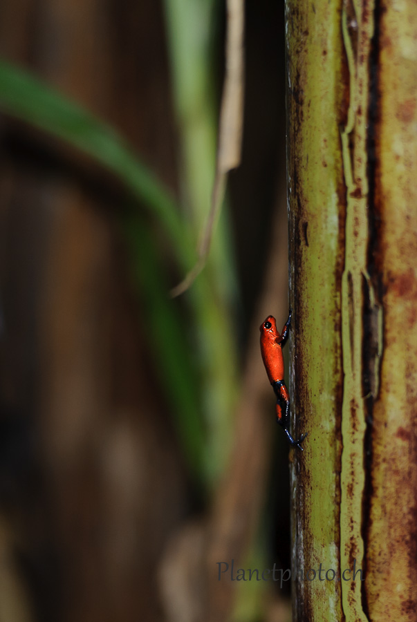 Grenouille Dendrobate fraise