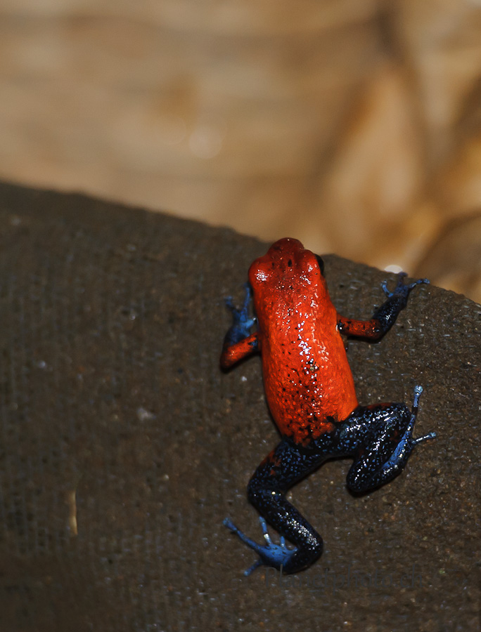 Grenouille Dendrobate fraise