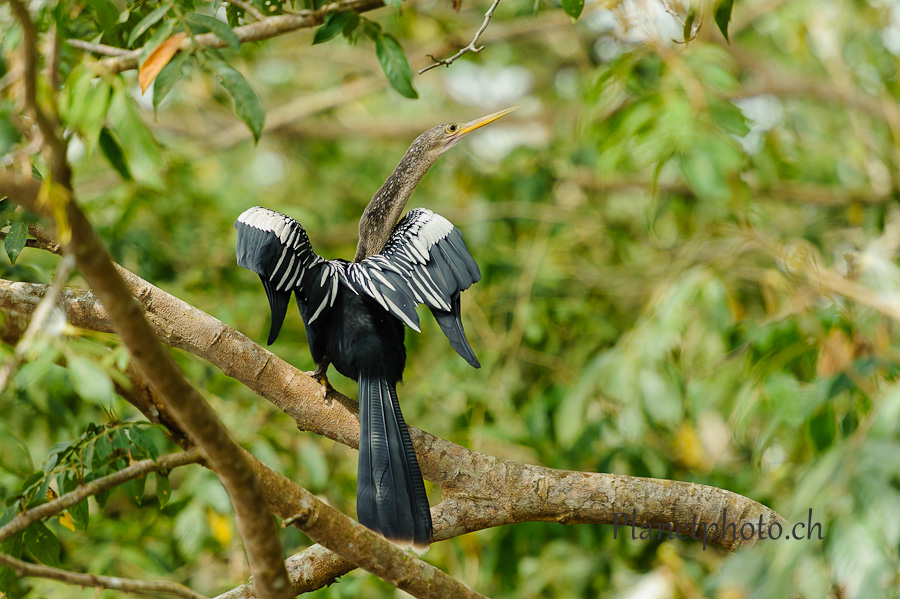 Cano Negro national park - Cormoran