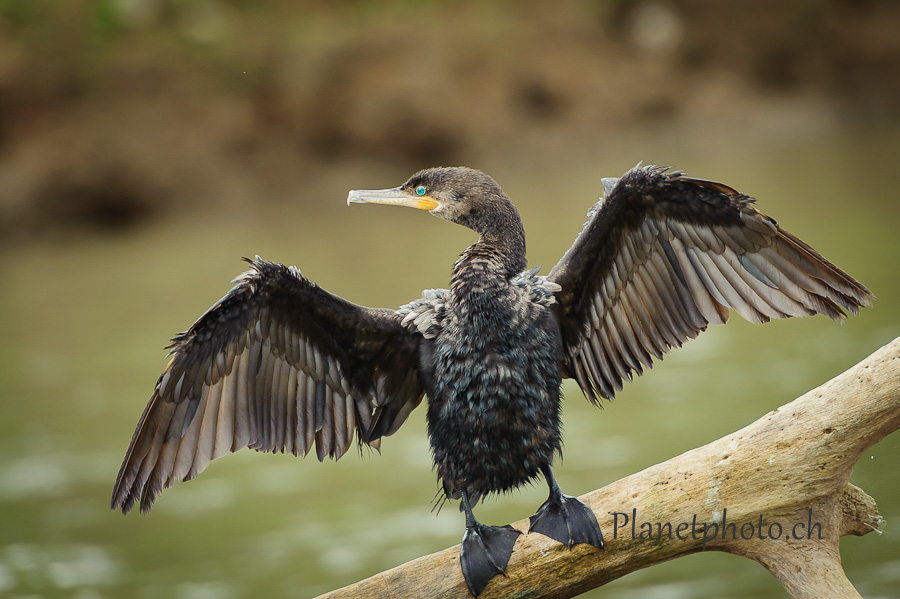 Cano Negro national park - Cormoran