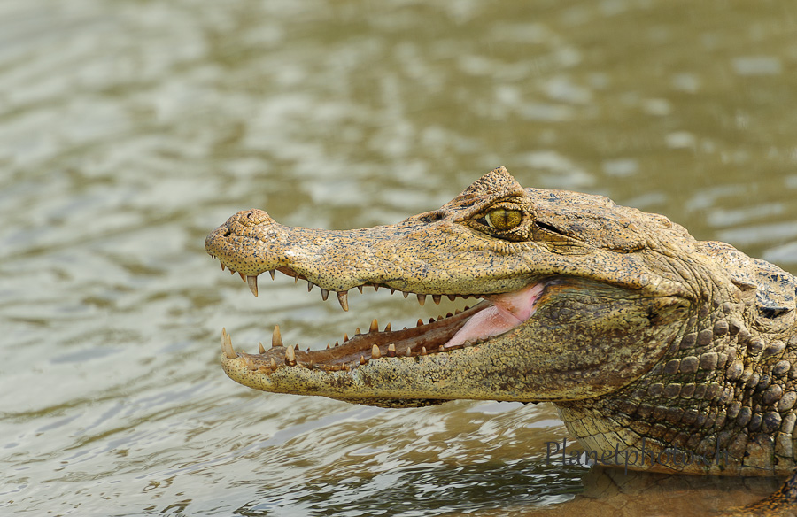 Cano Negro national park - Caiman