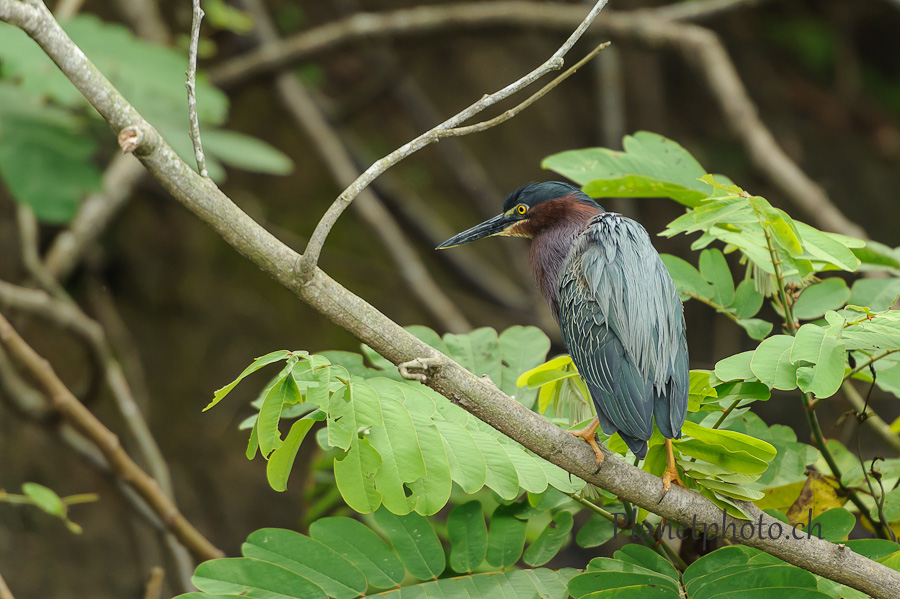 Cano Negro national park