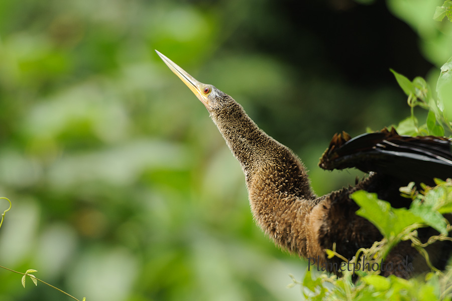 Cano Negro national park - Cormoran