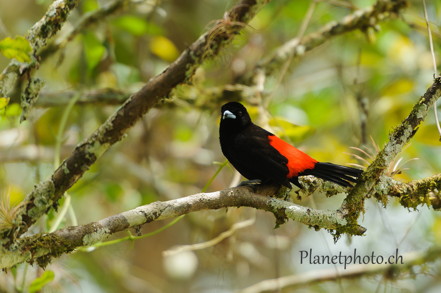 Cano Negro national park