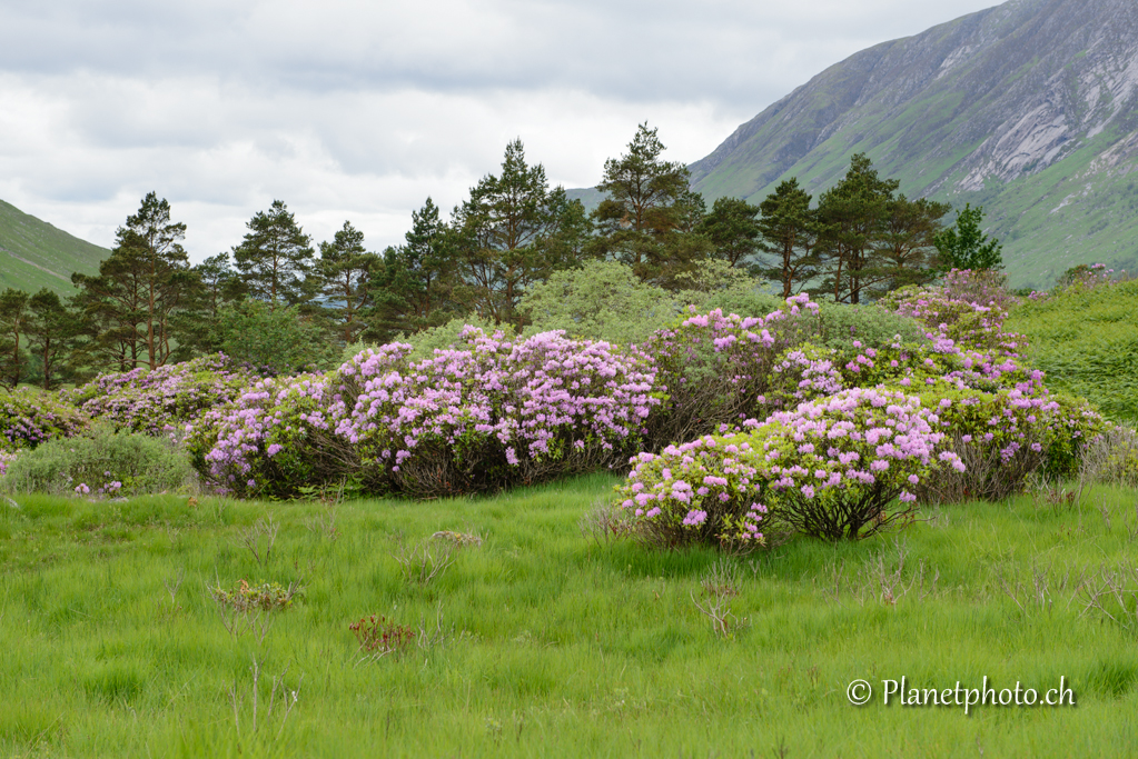 Glen Etive