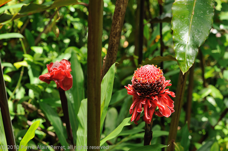 USA - HAWAII, Big Island