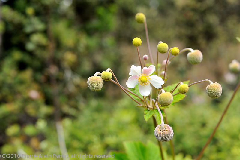 USA - HAWAII, Big Island