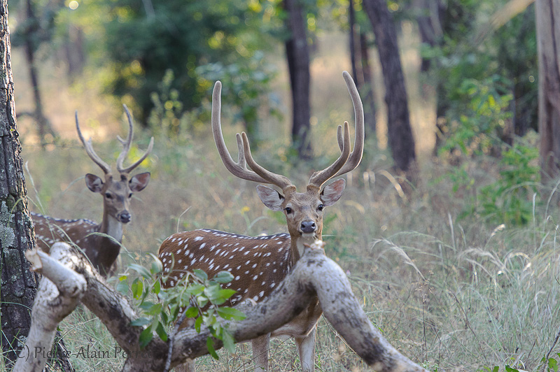 Parc national de Bandhavgarh - Cerf axis