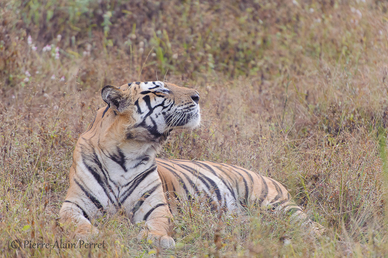 Parc national de Bandhavgarh - Tigre du Bengale