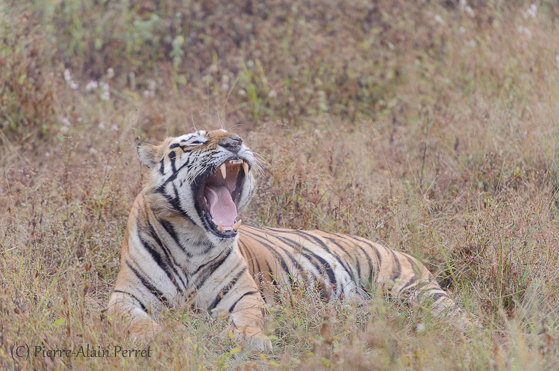 Parc national de Bandhavgarh - Tigre du Bengale