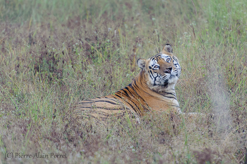 Parc national de Bandhavgarh - Tigre du Bengale