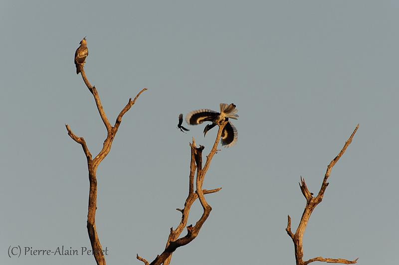 Parc national de Bandhavgarh - Aigle et Calao