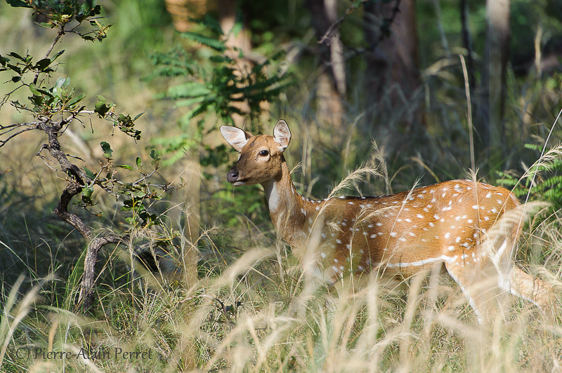 Parc national de Bandhavgarh - Cerf axis