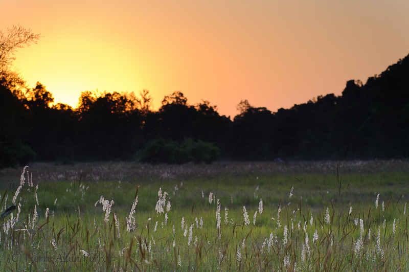 Parc national de Bandhavgarh