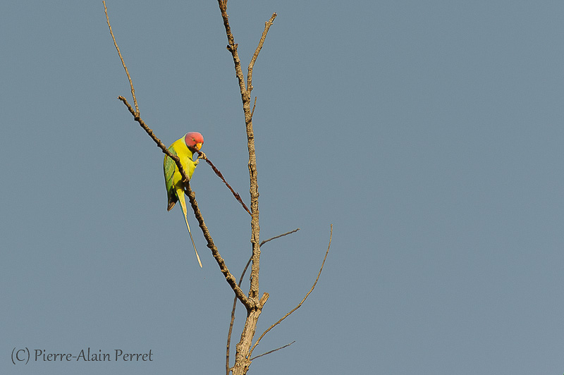 Parc national de Bandhavgarh