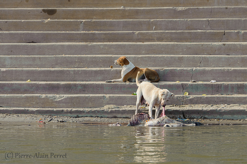 Varanasi (Bénarès)