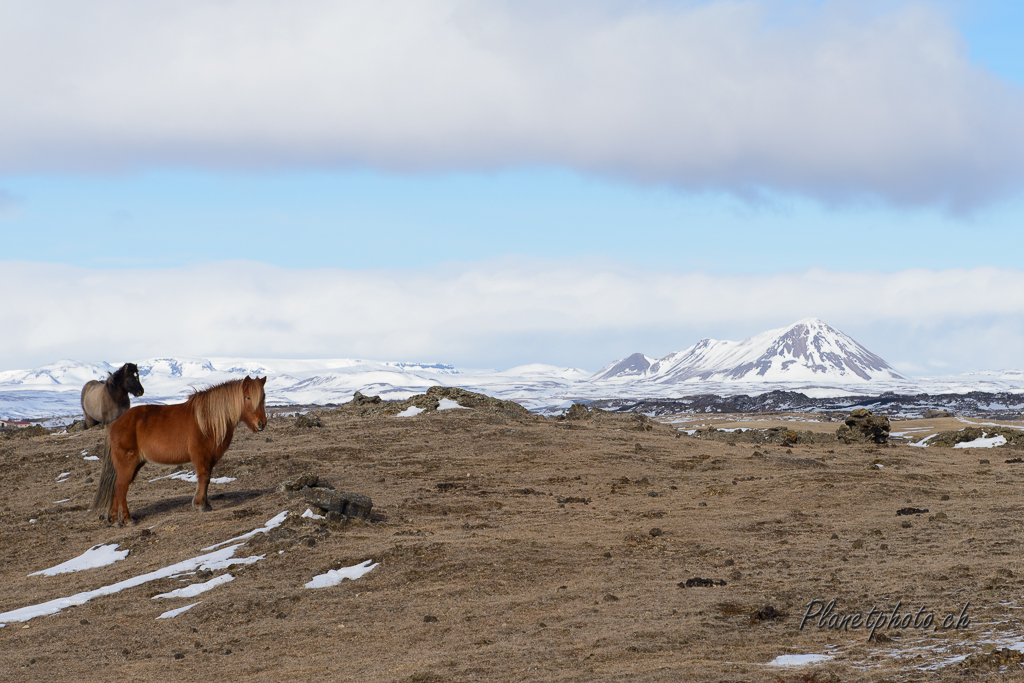 Cheval islandais