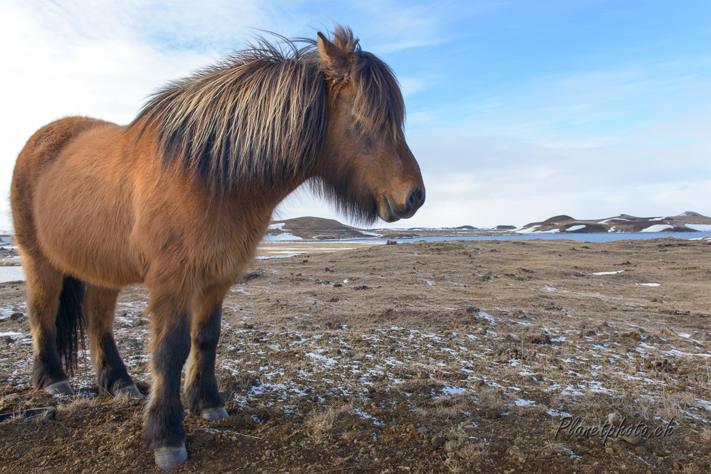 Cheval islandais