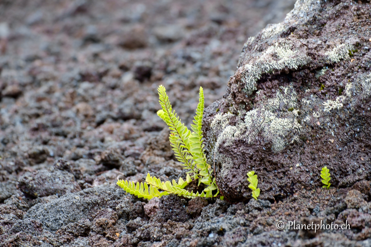 Piton de la Fournaise