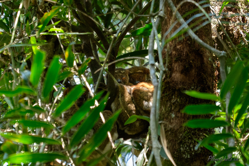 Parc National de Ranomafana