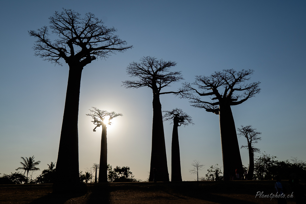 Allée des baobabs - Morondova