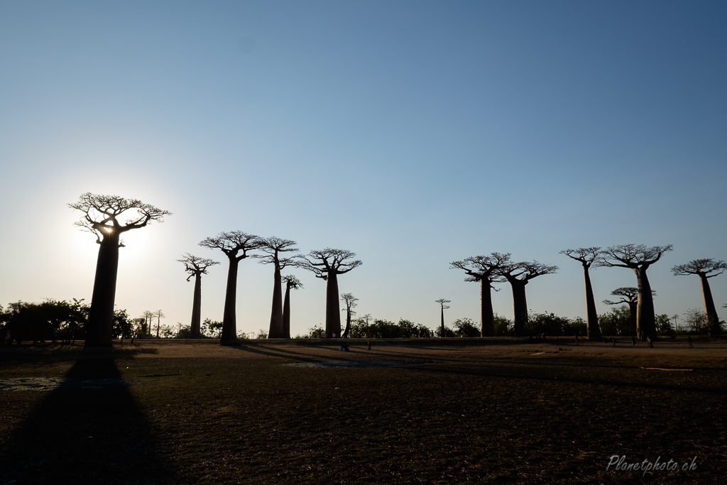 Allée des baobabs - Morondova