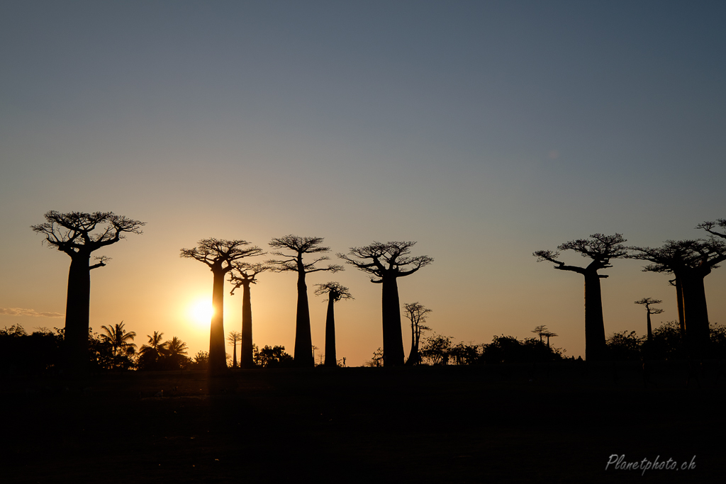 Allée des baobabs - Morondova