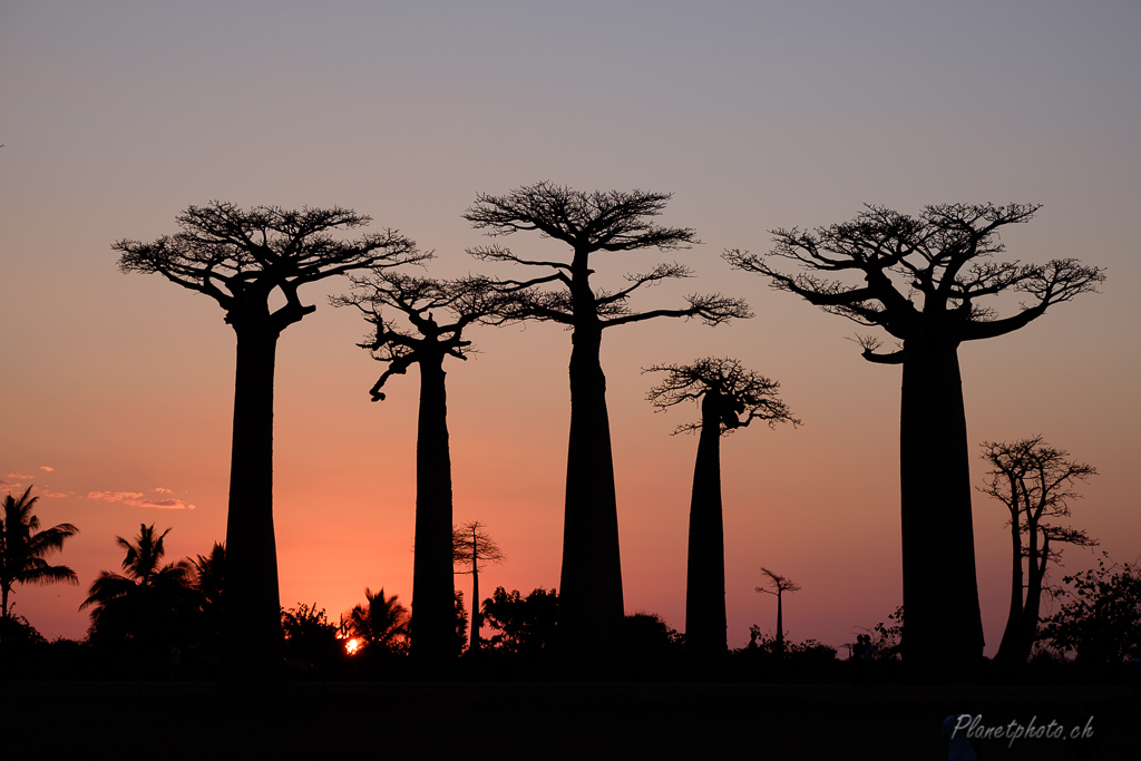 Allée des baobabs - Morondova