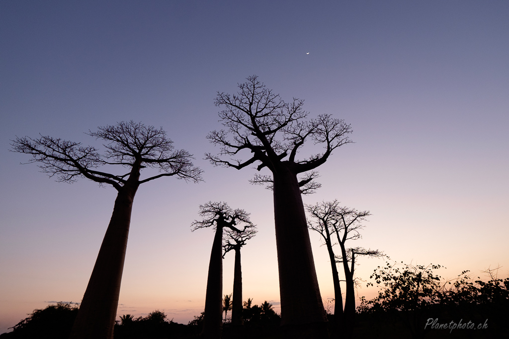 Allée des baobabs - Morondova