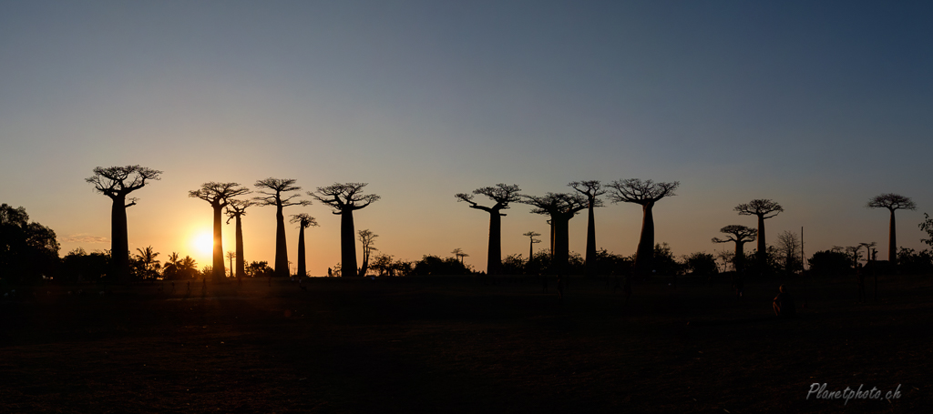 Allée des baobabs - Morondova