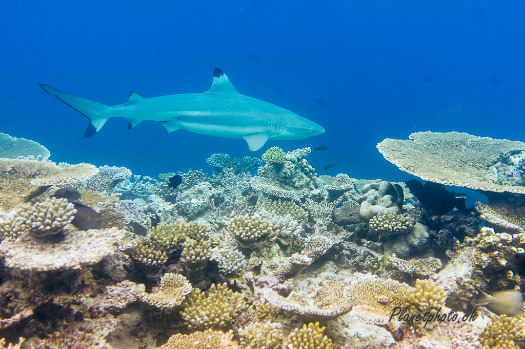 Requin pointe noire