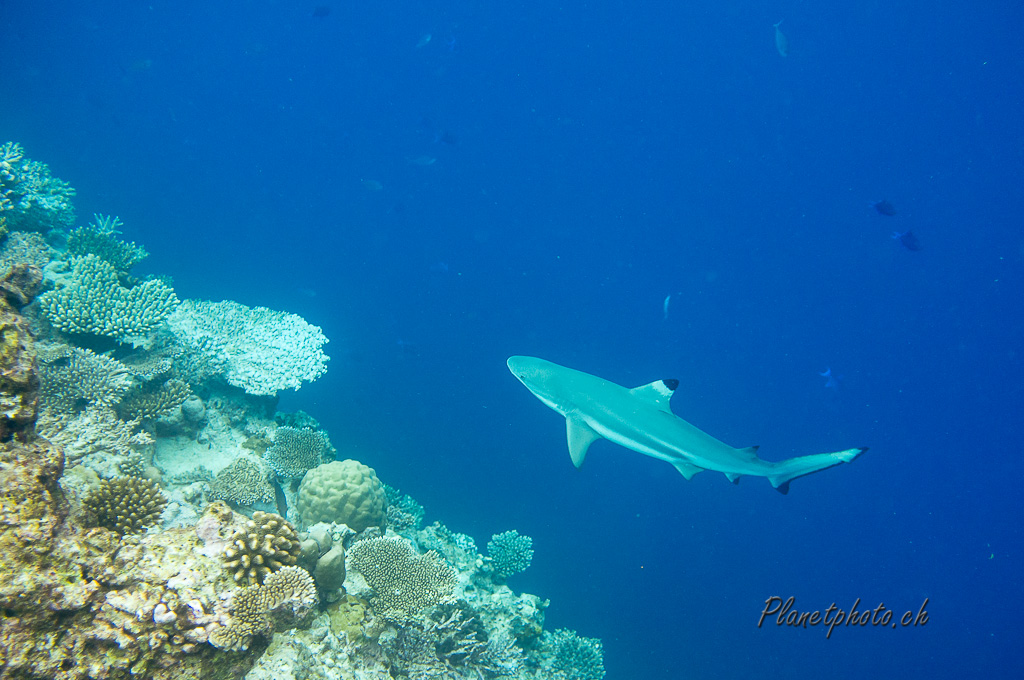 Requin pointe noire