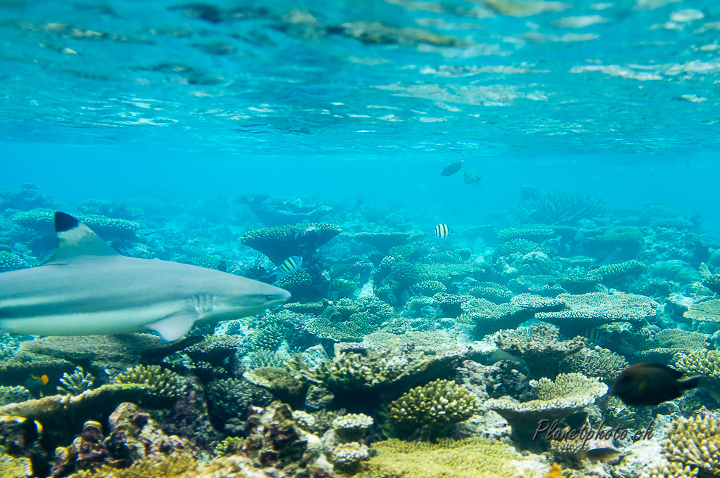 Requin pointe noire