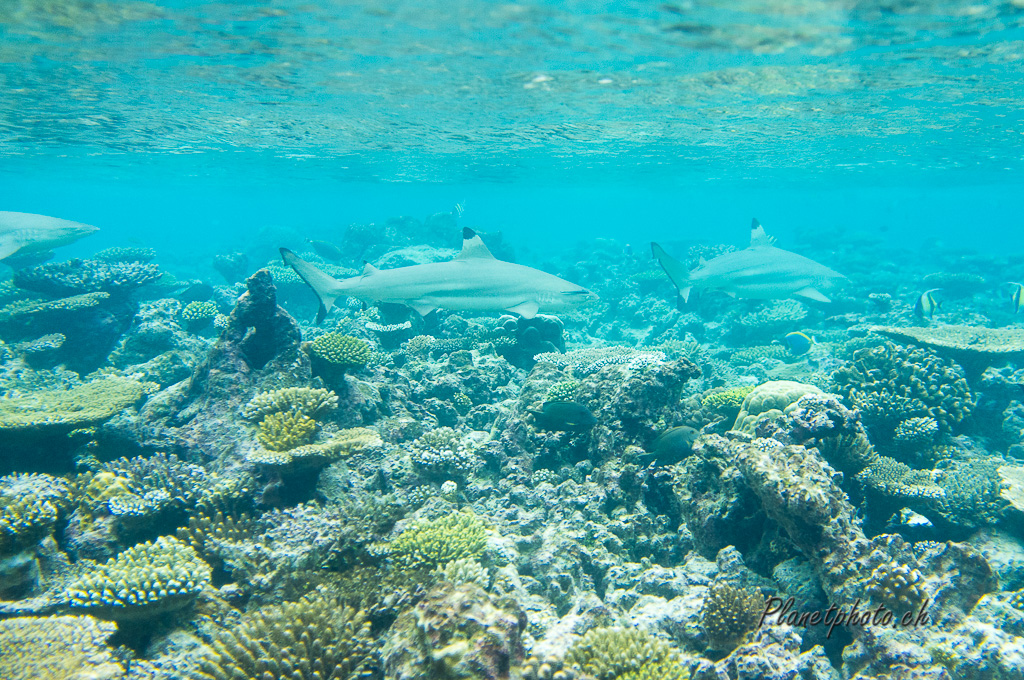 Requin pointe noire