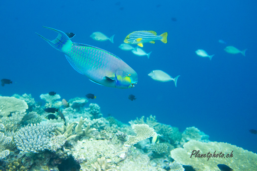 poisson perroquet