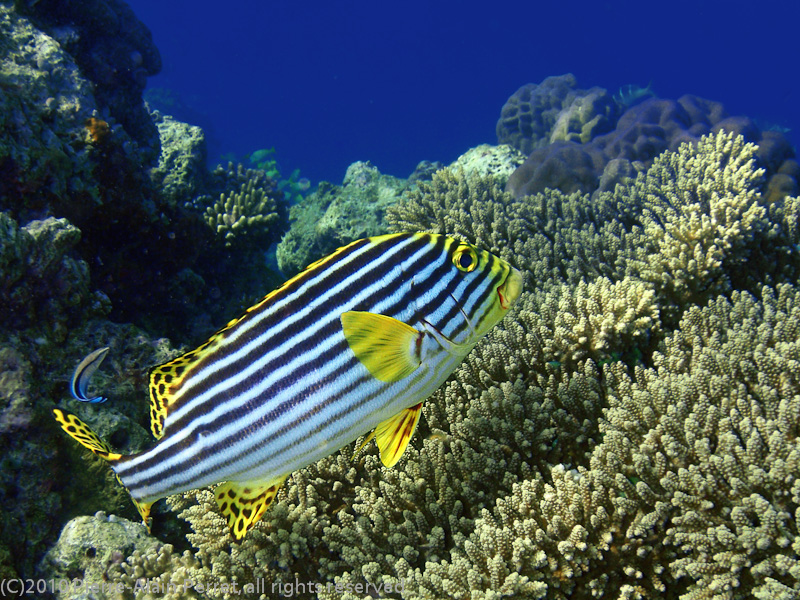 Maldives, Biyadhoo island